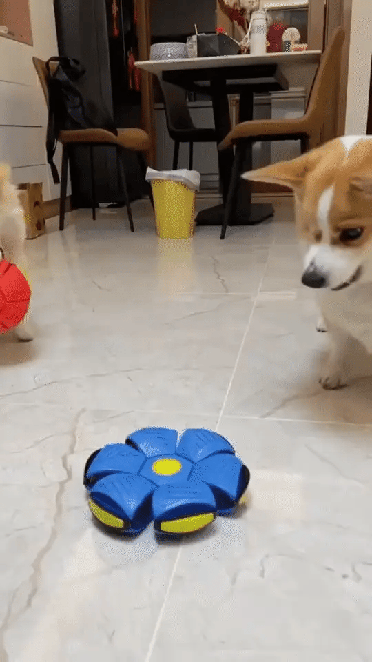 The Doggy Disc Ball